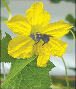 Kavun çiçeğinde arı